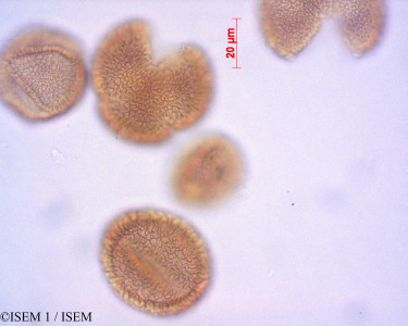 ISEM 1/Jasminum_mesnyi_29186/Jasminum_mesnyi_29186_0001(copy)_thumb.jpg